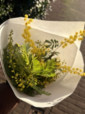 De mimosa bloeit van januari t/m maart en is voor de Fransen het teken dat het voorjaar eraan komt.