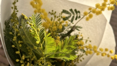 De mimosa bloeit van januari t/m maart en is voor de Fransen het teken dat het voorjaar eraan komt.